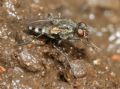 Lispe tentaculata